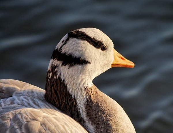 Dans quelles régions le foie gras est-il une tradition incontournable ?