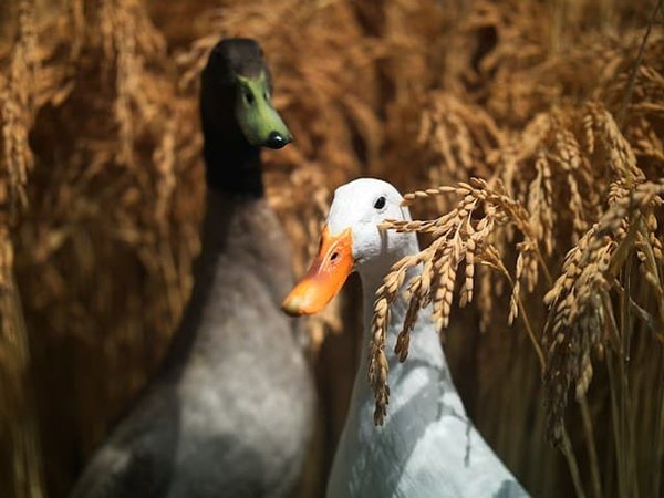 La production artisanale du foie gras : un savoir-faire traditionnel à préserver