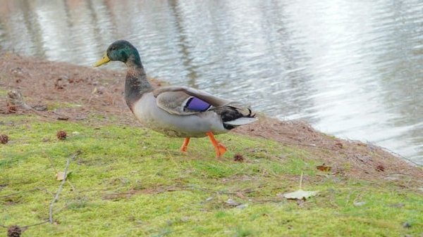 Pourquoi opter pour du foie gras issu d'une production traditionnelle ?